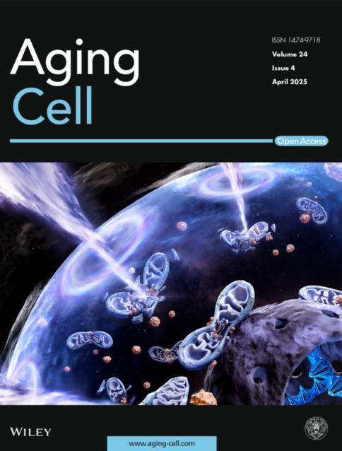 Ageing. La chiave della longevità è nella resistenza e capacità di ripresa del sistema immunitario